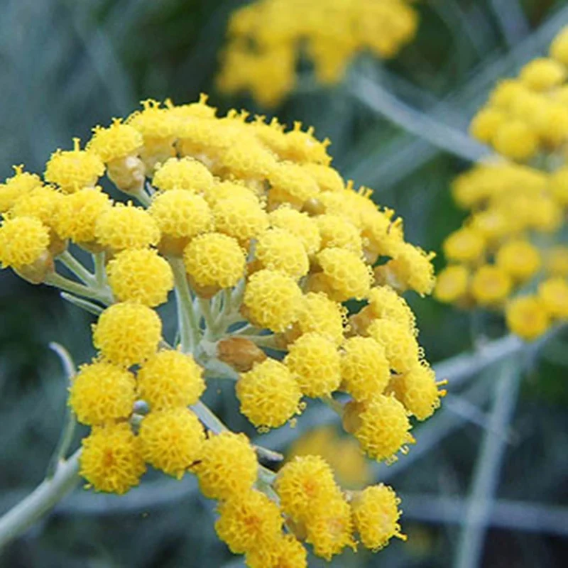 Couteau manche en fleur d'immortelle de Corse