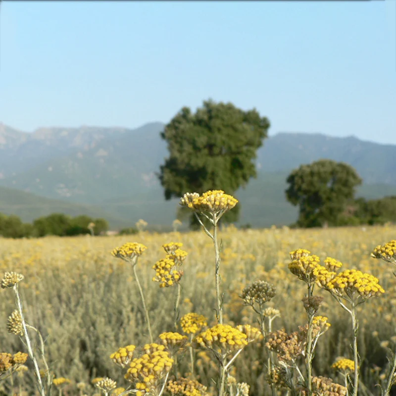 Couteau manche en fleur d'immortelle de Corse