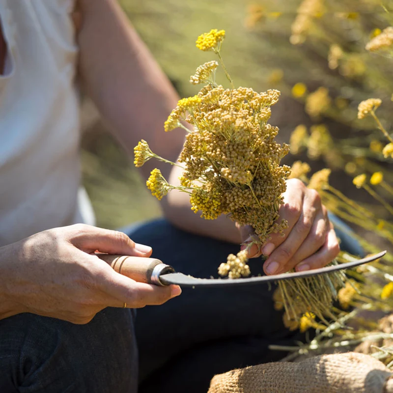 Couteau manche en fleur d'immortelle de Corse