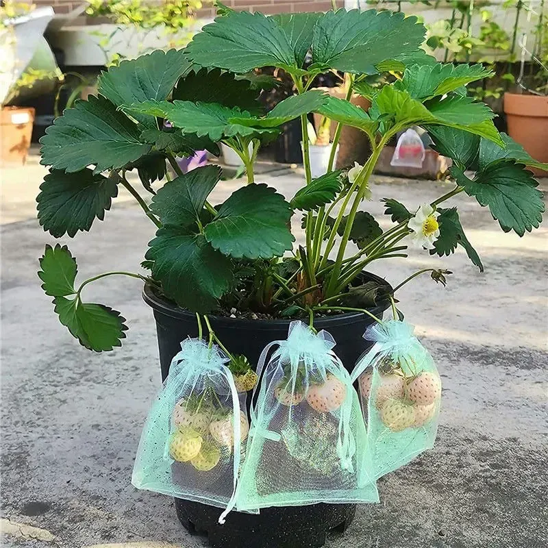 Sacs Filet Réutilisables en Organza – Protection Fruits, Raisin & Oiseaux