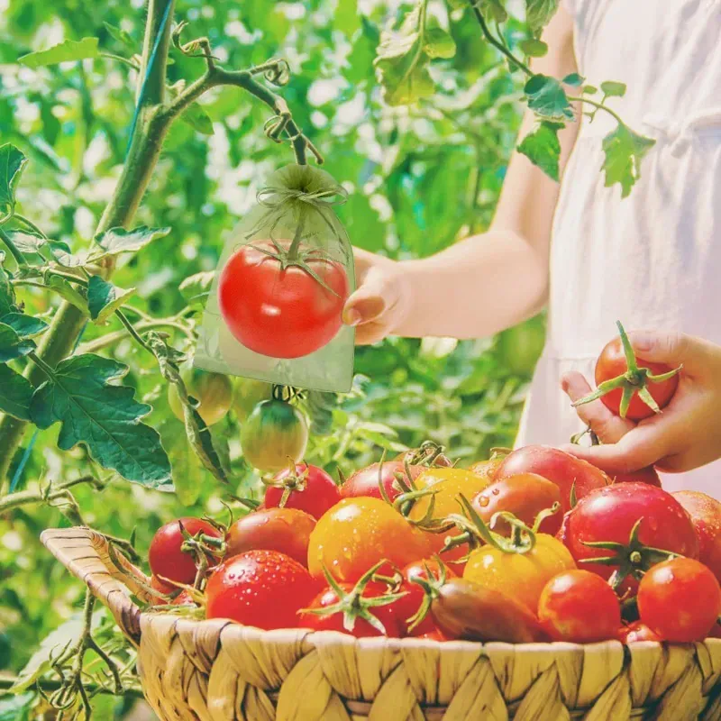Sacs Filet Réutilisables en Organza – Protection Fruits, Raisin & Oiseaux