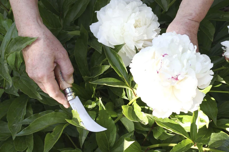 Couteau serpette Opinel n°8 lame inox 8cm manche en hêtre